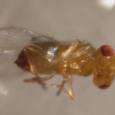 Trichogramma funiculatum