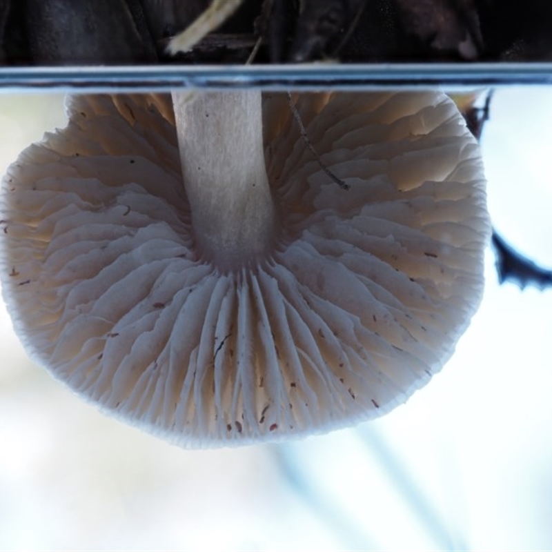 Tricholoma sp. (gills white/creamy)