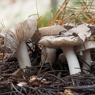 Tricholoma terreum