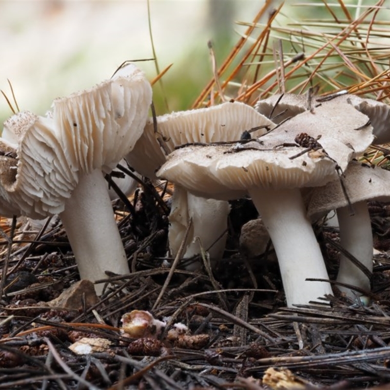 Tricholoma terreum