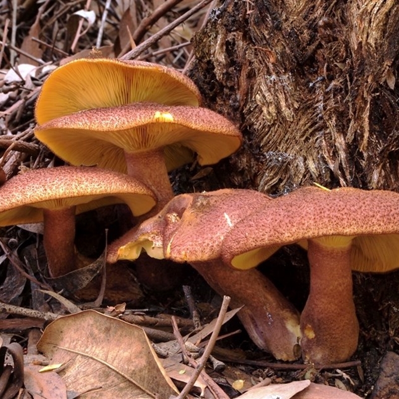 Tricholomopsis rutilans complex