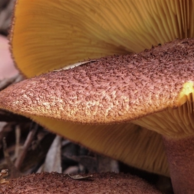 Tricholomopsis rutilans complex