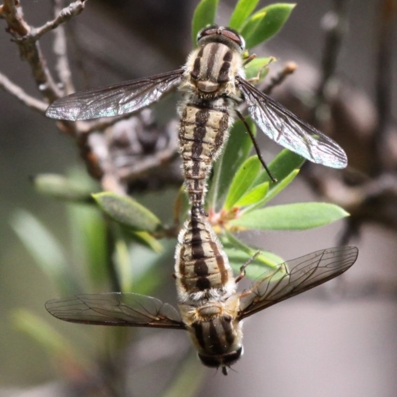 Trichophthalma nicholsoni