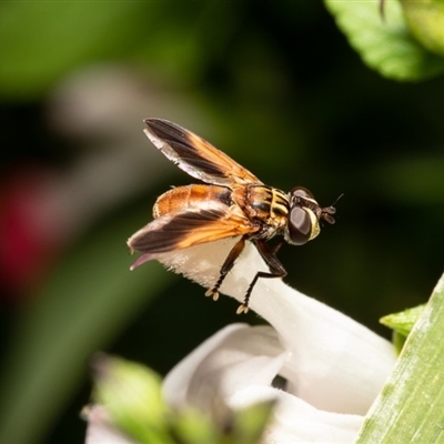 Trichopoda giacomellii