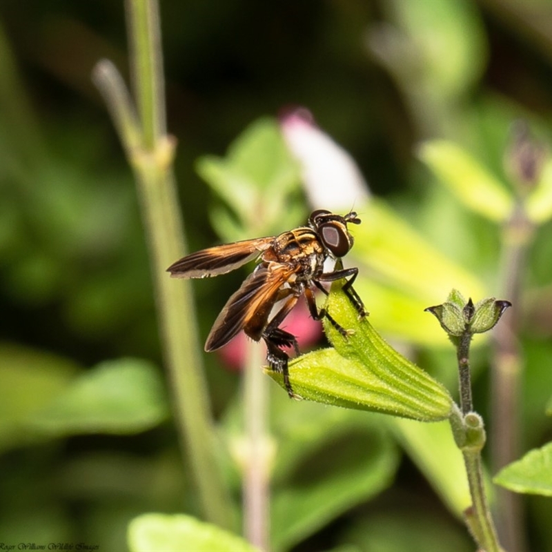 Trichopoda giacomellii