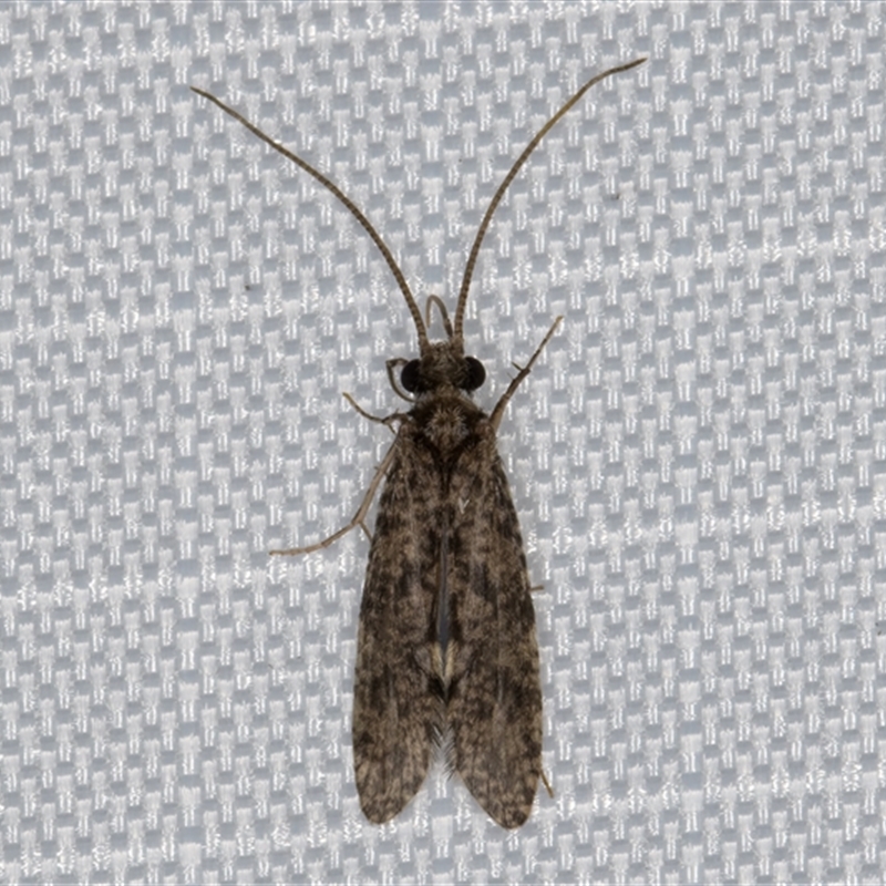 Trichoptera (order)