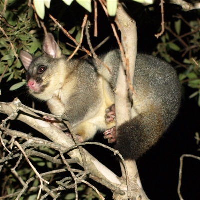 Trichosurus vulpecula