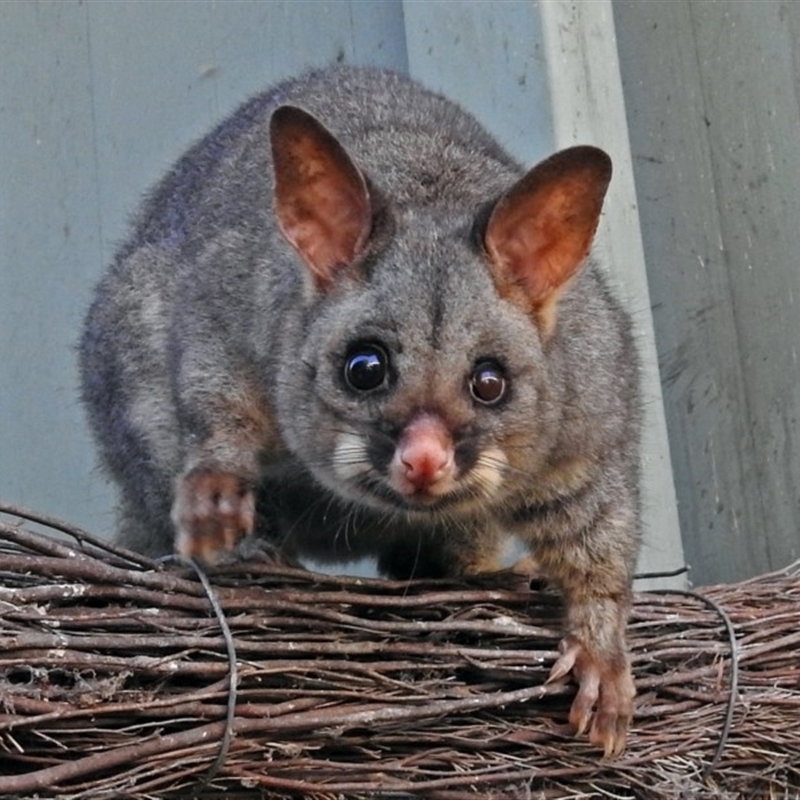 Trichosurus vulpecula