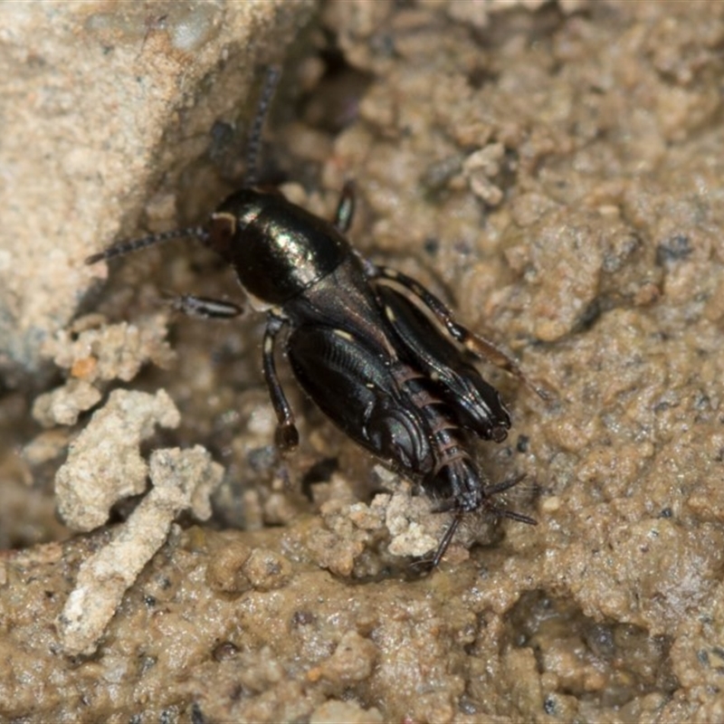 Tridactylus australicus