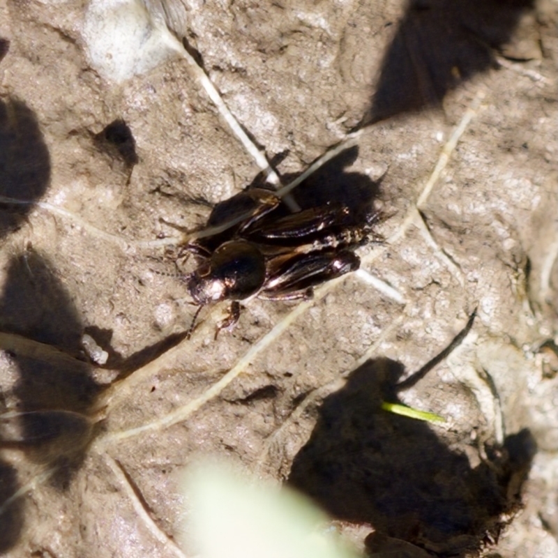 Tridactylus australicus