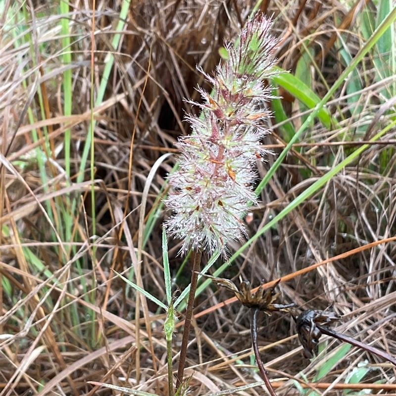 Trifolium angustifolium
