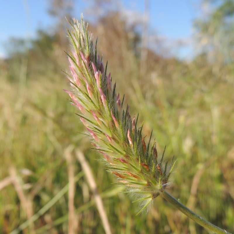 Trifolium angustifolium var. angustifolium