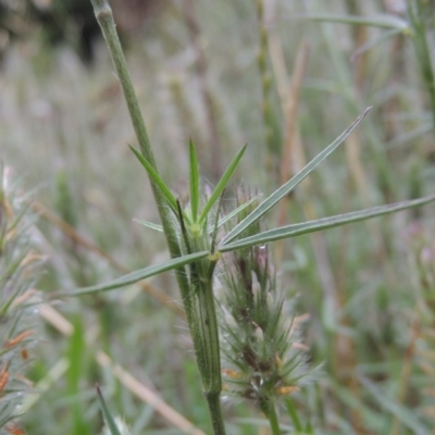 Trifolium angustifolium var. angustifolium