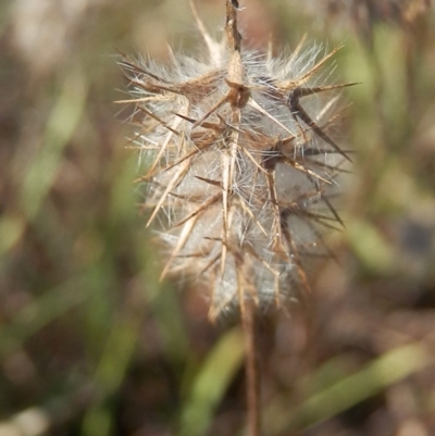 Trifolium angustifolium var. angustifolium