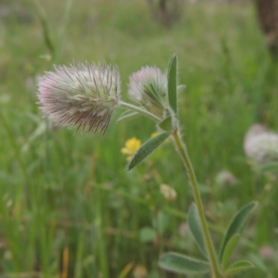 Trifolium arvense var. arvense