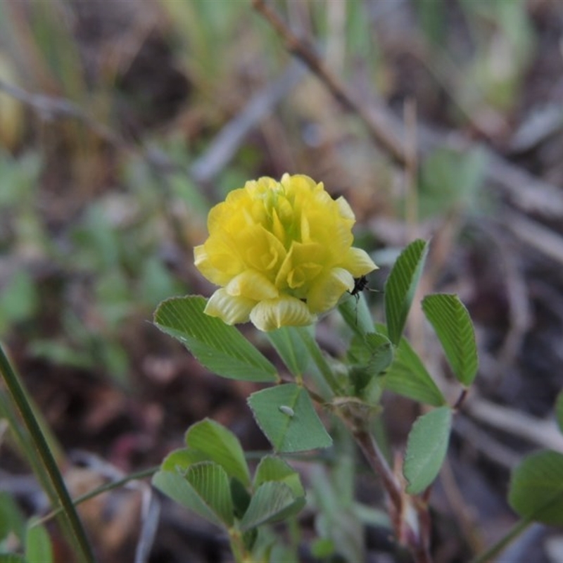 Trifolium campestre