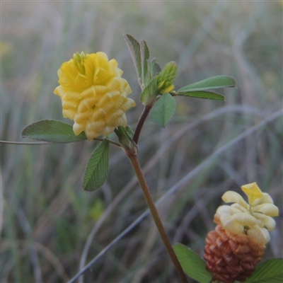 Trifolium campestre