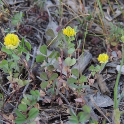 Trifolium campestre