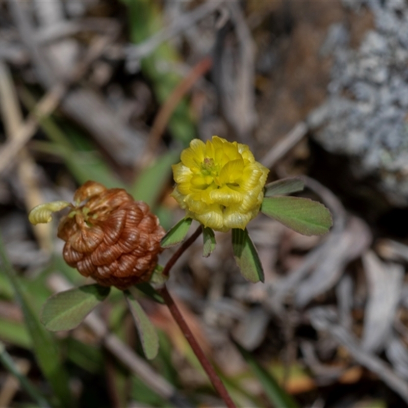 Trifolium campestre