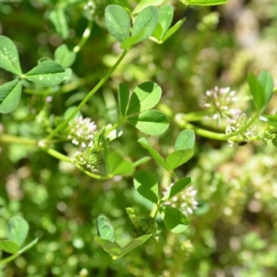 Trifolium glomeratum