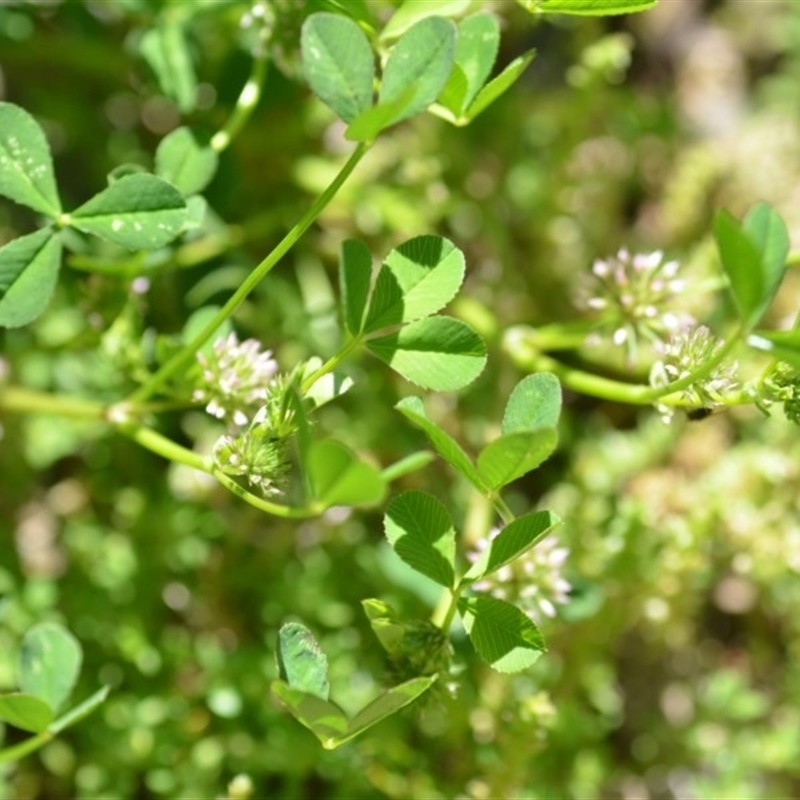 Trifolium glomeratum