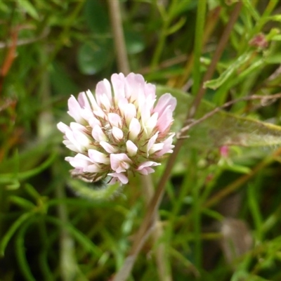 Trifolium pratense