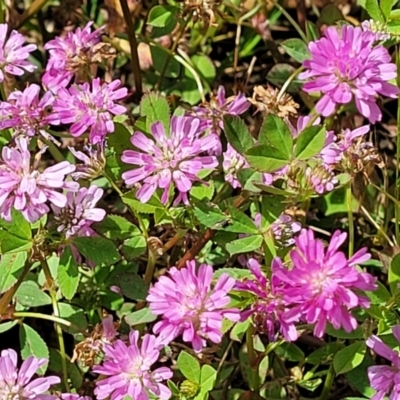 Trifolium resupinatum