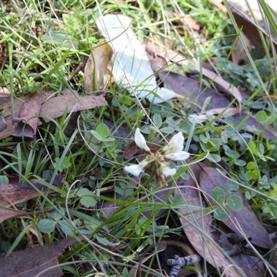 Trifolium sp.