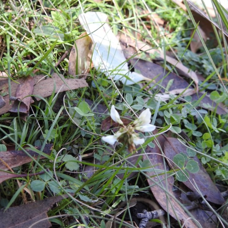 Trifolium sp.