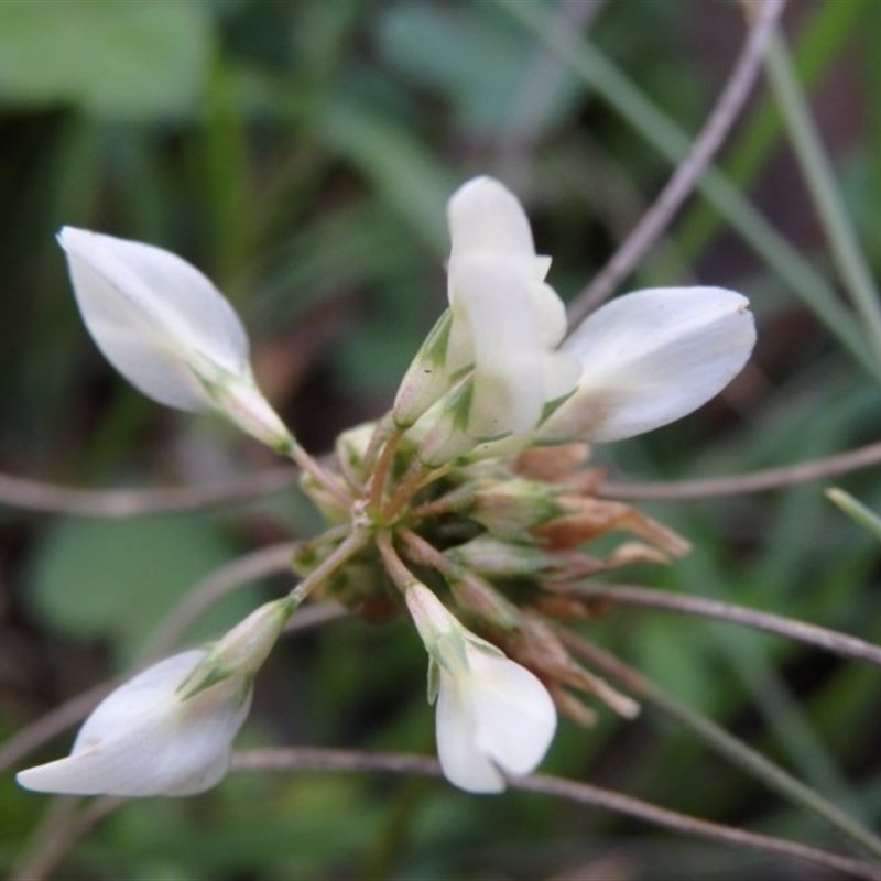 Trifolium sp.