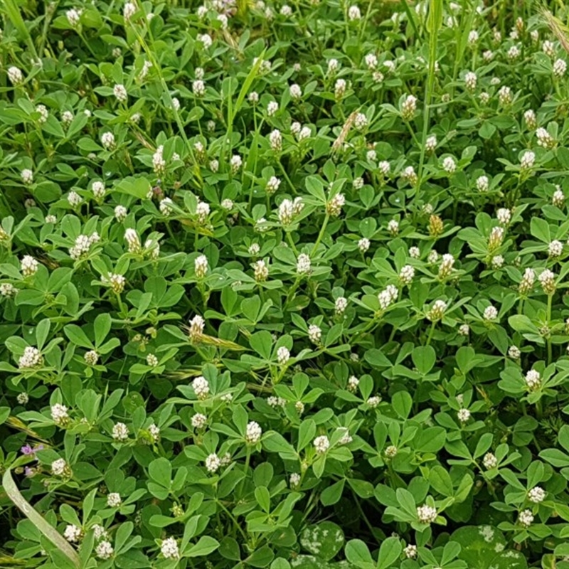 Trifolium striatum