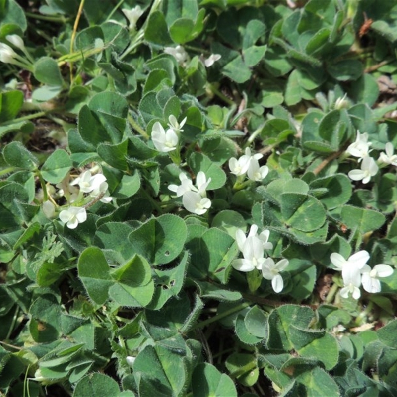 Trifolium subterraneum