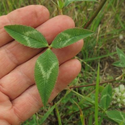 Trifolium vesiculosum