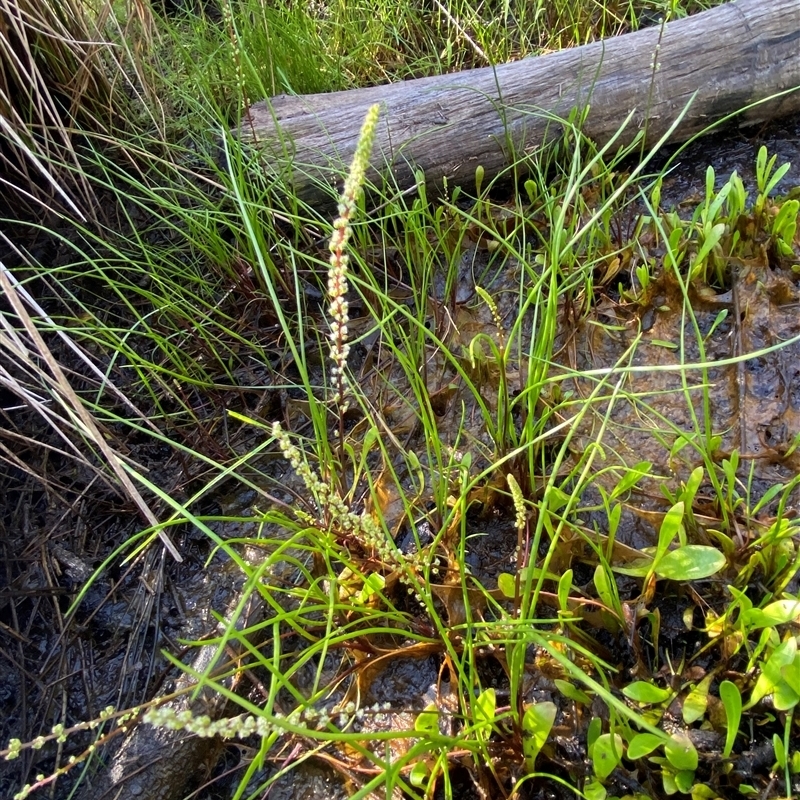 Triglochin striata