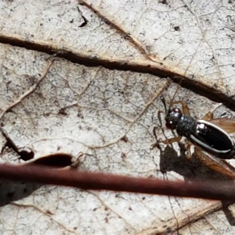 Trigonidium (Balamara) albovittatum