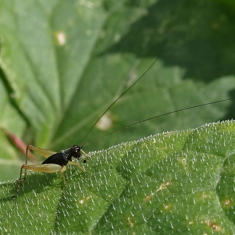 Body length c. 5mm