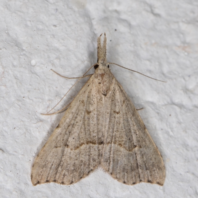 Trigonistis asthenopa