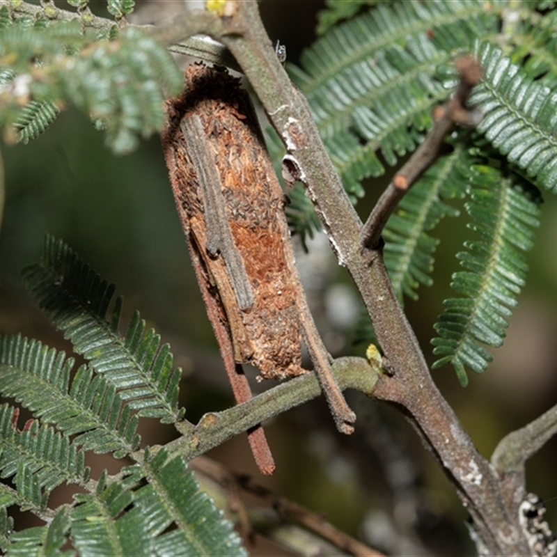 Trigonocyttara clandestina