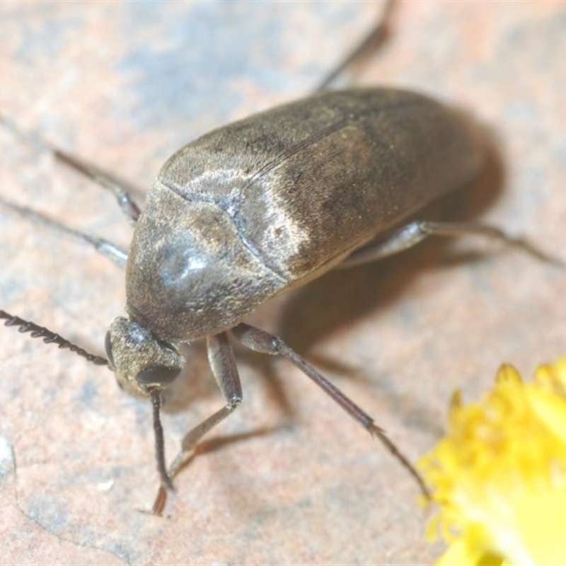 Trigonodera sp. (genus)