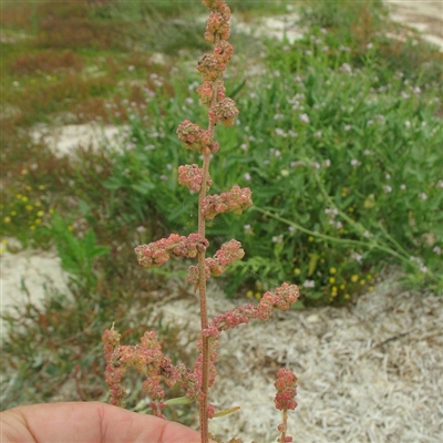 Flower clusters dense on branches