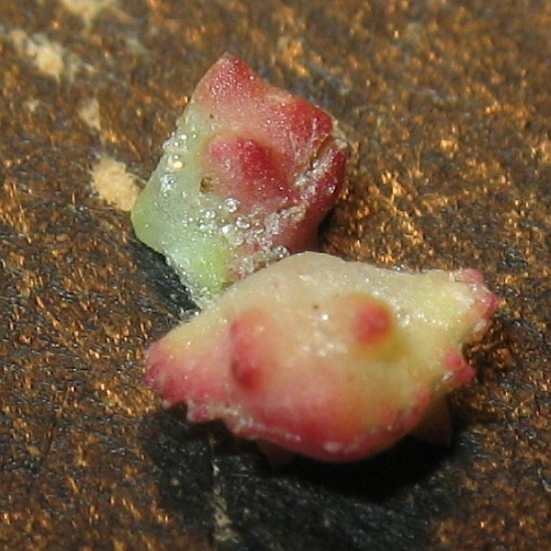 Fruits