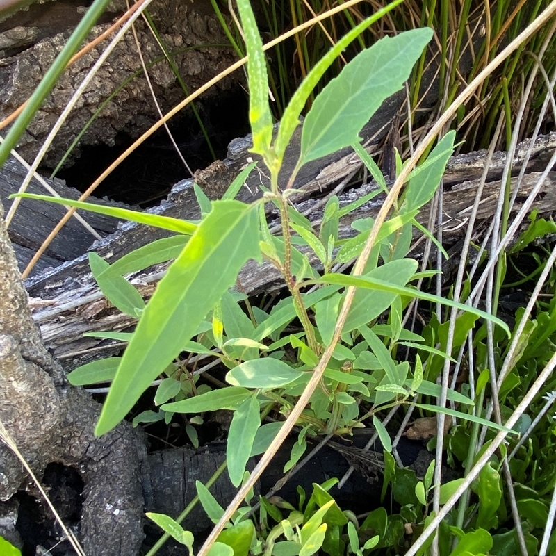Atriplex australasica