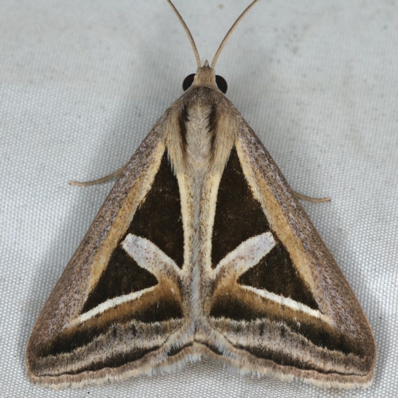 Trigonodes hyppasia