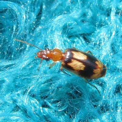 Trigonothops sp. (genus)