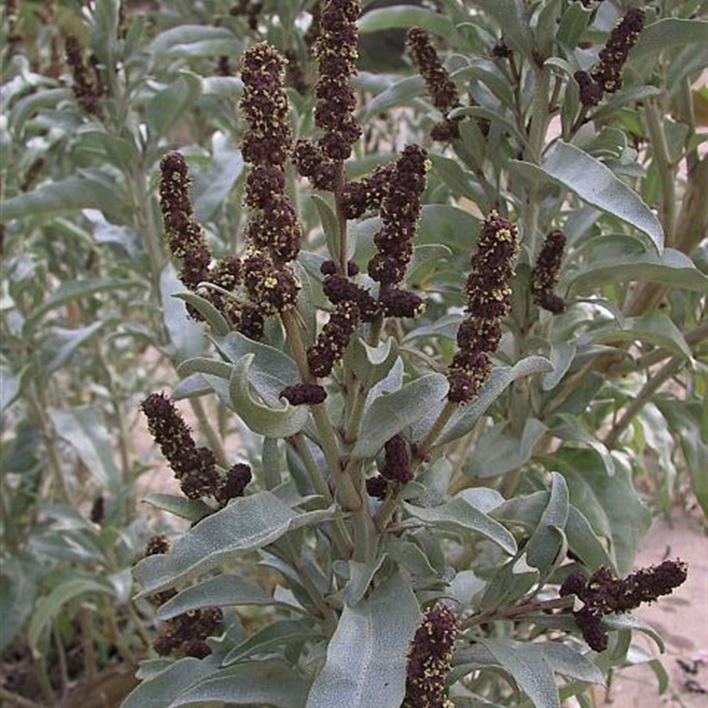 Atriplex cinerea