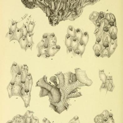 Triphyllozoon moniliferum