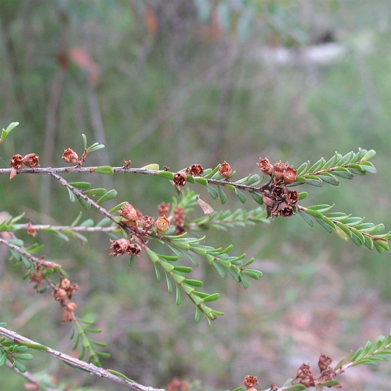 Jackie Miles, west of Nowra