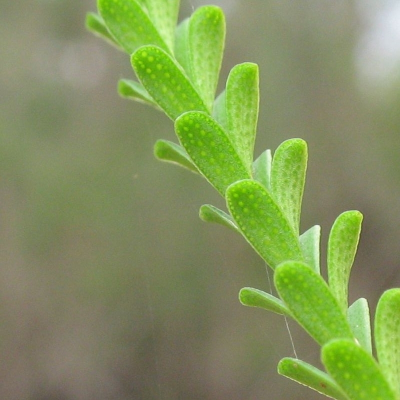 Triplarina nowraensis