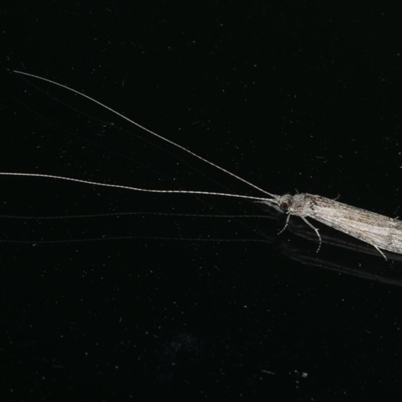 Triplectides sp. (genus)