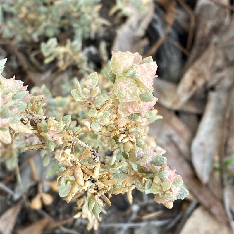 Atriplex lindleyi